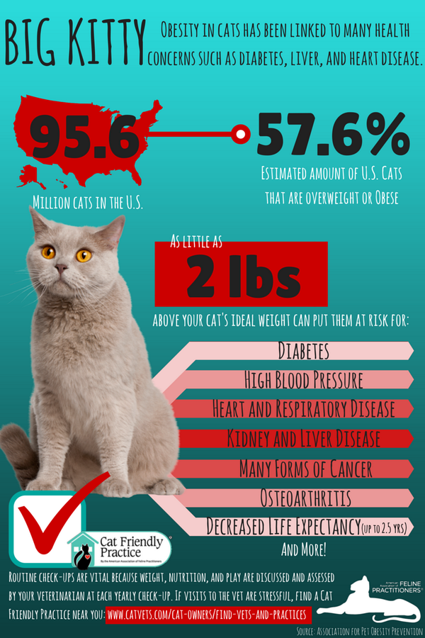 overweight cat lifespan