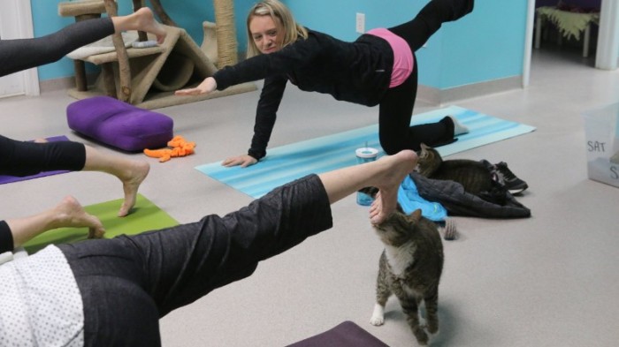 cat-yoga